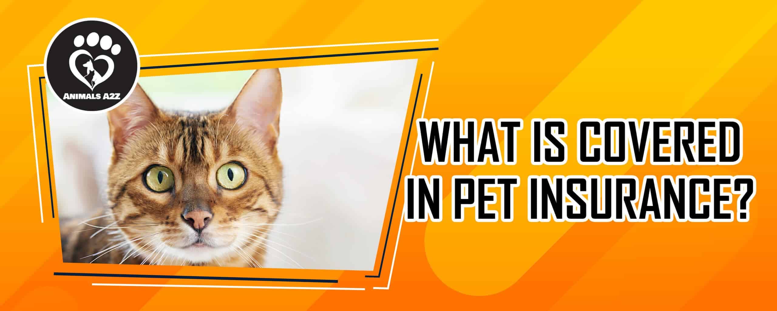 What is covered in pet insurance?