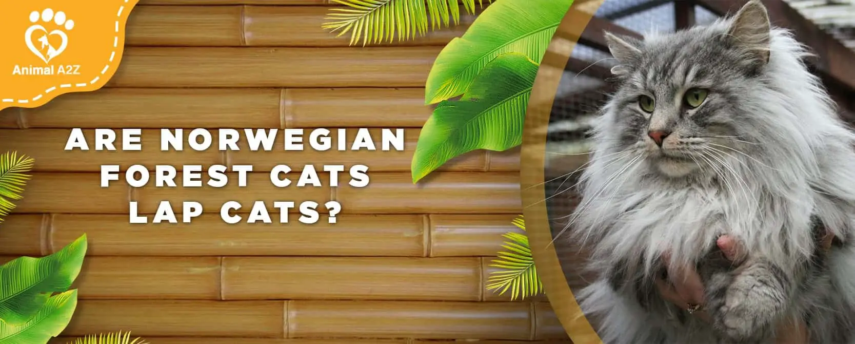 Les chats des forêts norvégiennes sont-ils des chats de salon ?
