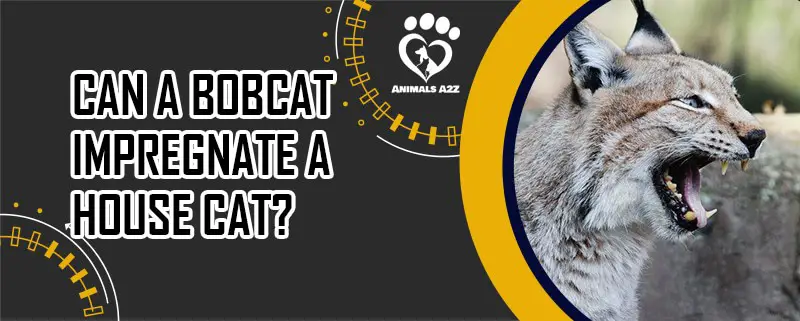 Can a bobcat impregnate a house cat?