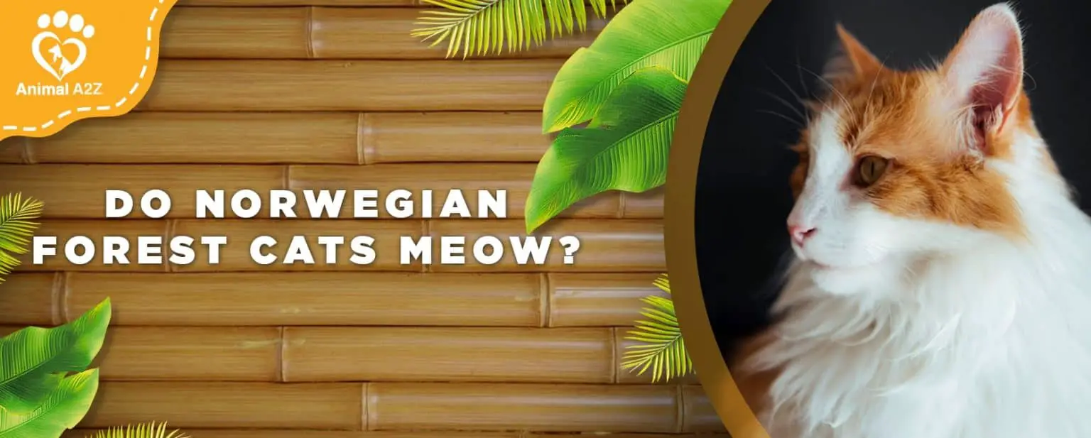 Do Norwegian Forest cats meow? [ Detailed Answer ]