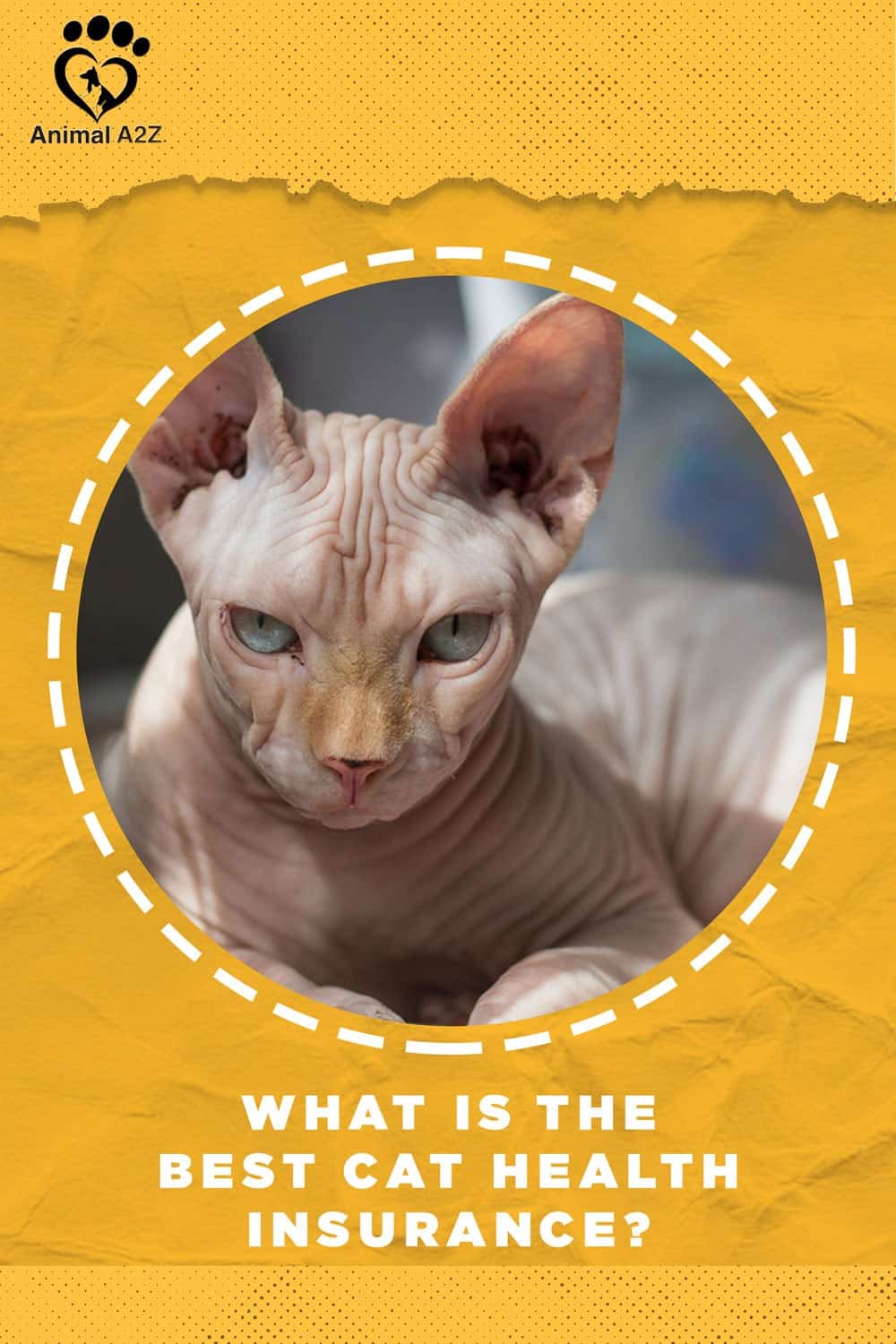 Hvad er den bedste sygesikring for katte? [ Detaljeret svar ]