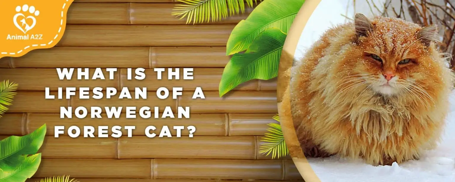 what-is-the-lifespan-of-a-norwegian-forest-cat-detailed-answer