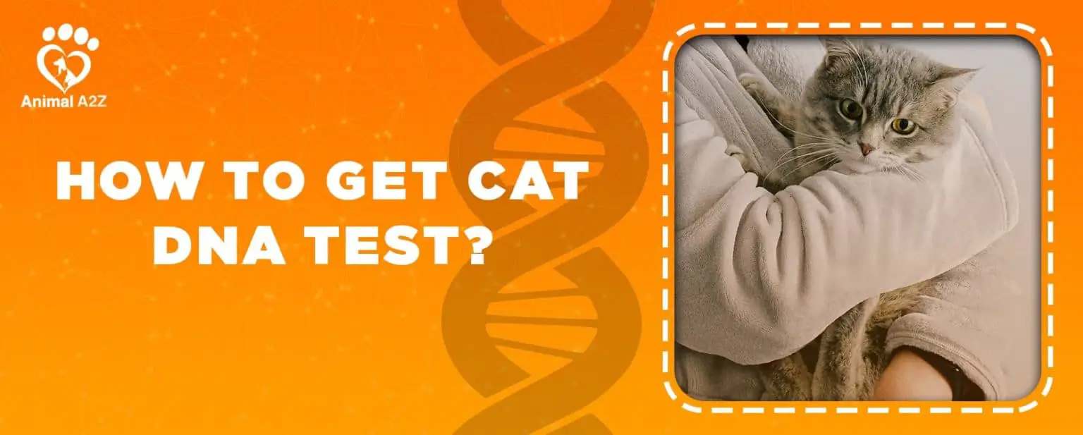 How to get a cat DNA test [ Detailed Answer ]
