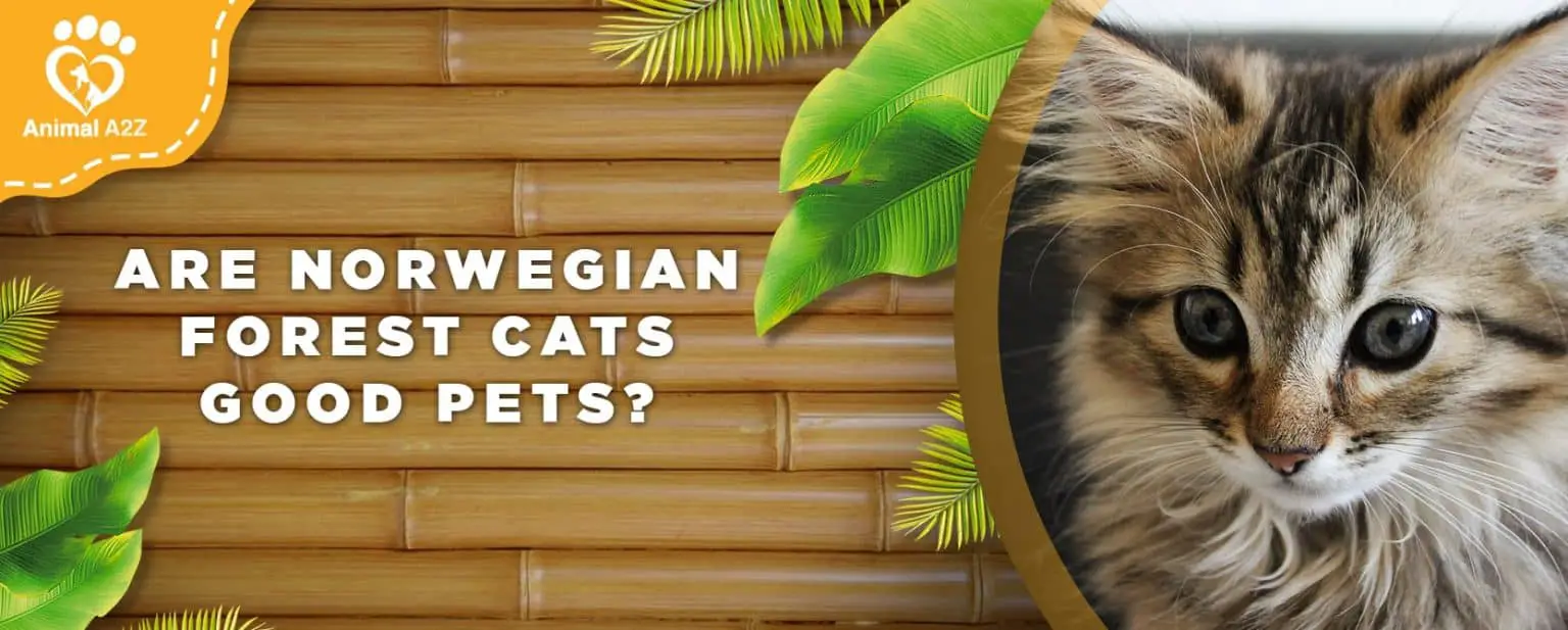 Are Norwegian Forest cats good pets? [ Detailed Answer ]