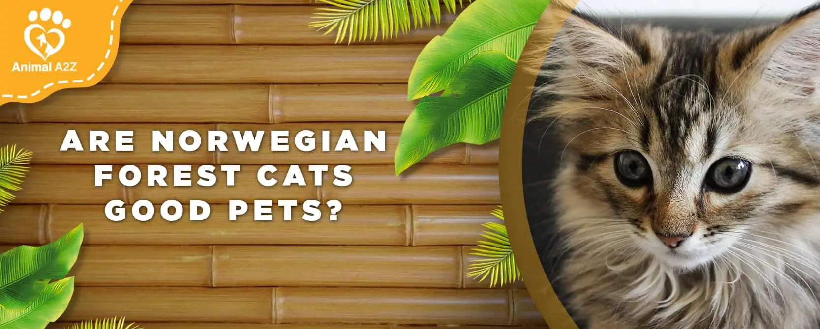 Are Norwegian Forest cats good pets?