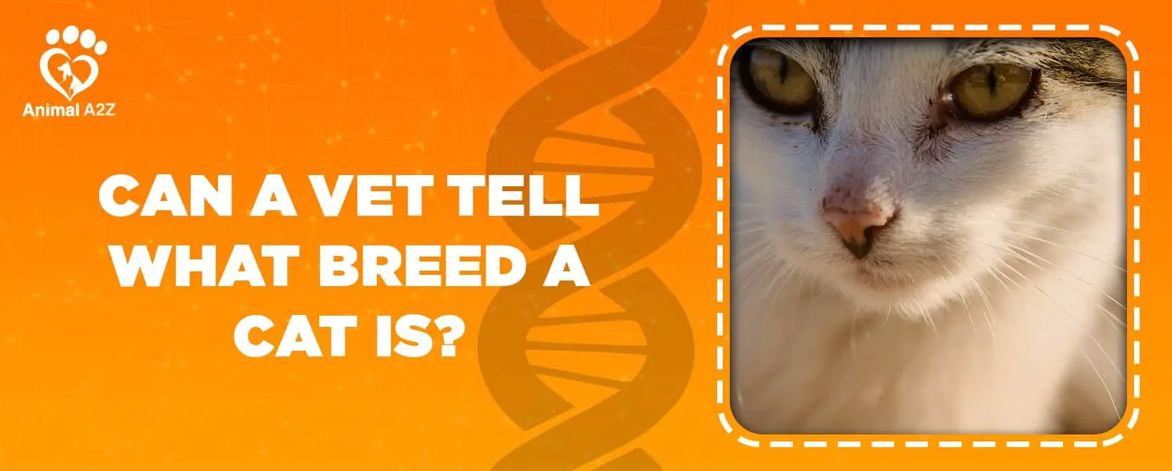 Can a vet tell what breed a cat is?