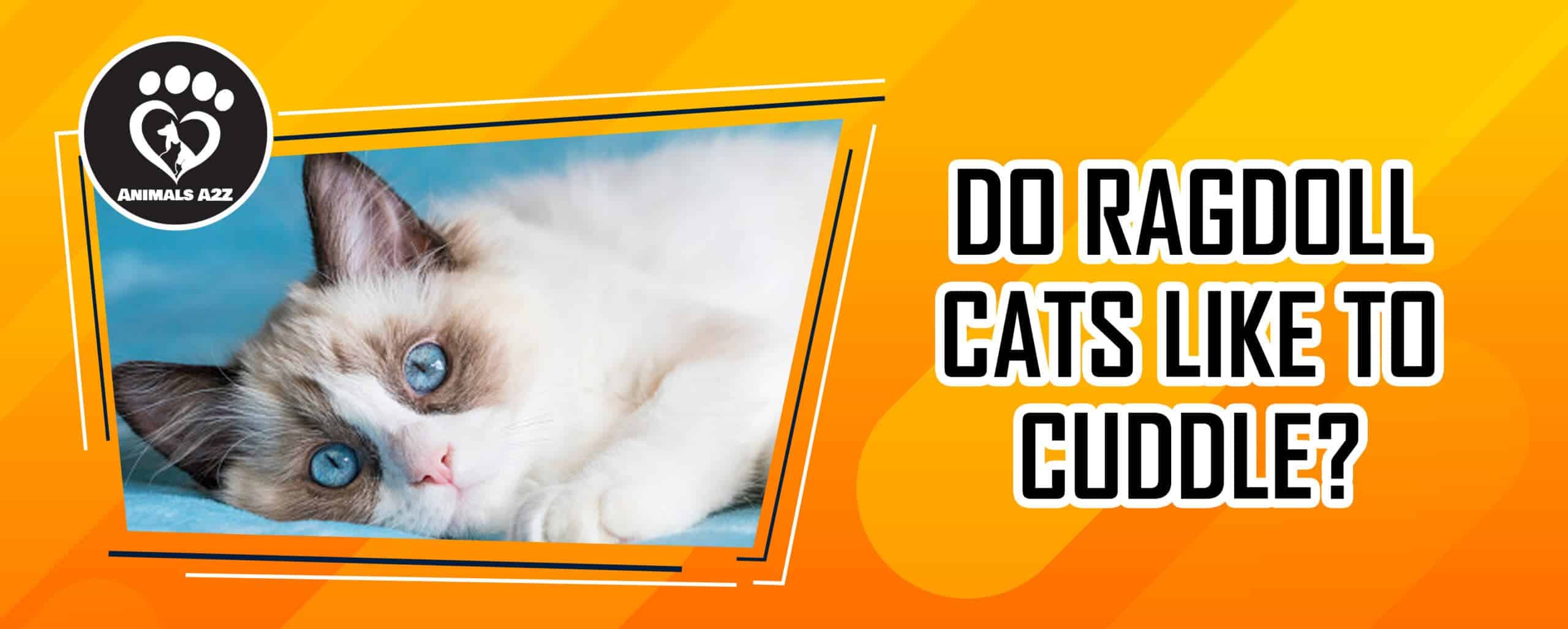 Do ragdoll cats like to cuddle?