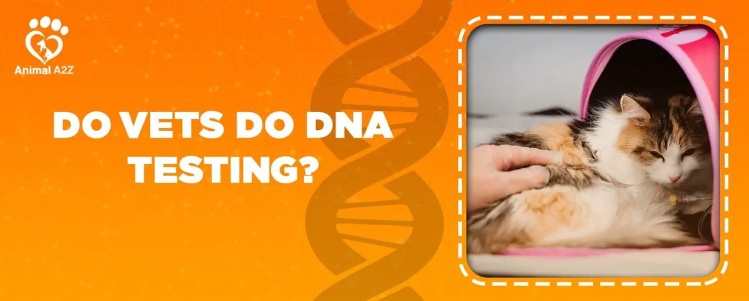 Do vets do DNA testing? [ Detailed Answer ]