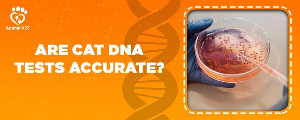 Are cat DNA tests accurate? [ Detailed Answer ]