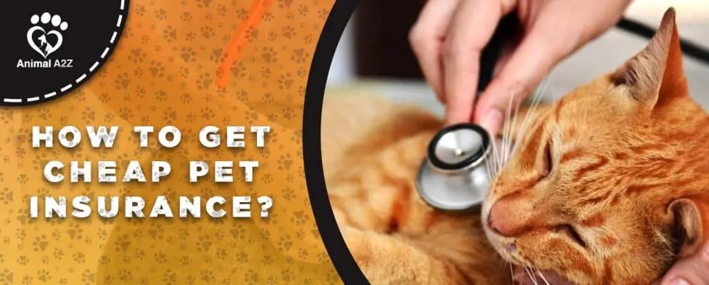 How to get cheap pet insurance [ Detailed Answer ]