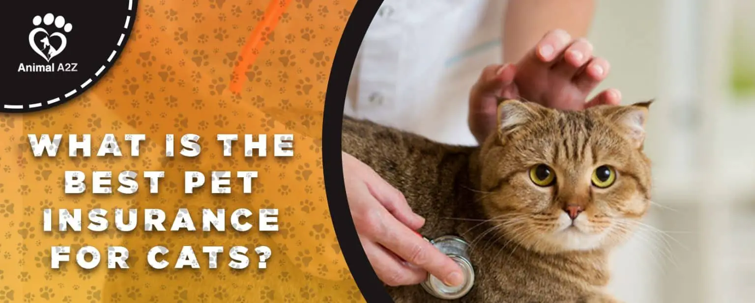 What Is The Best Pet Insurance For Cats? [ Detailed Answer ]