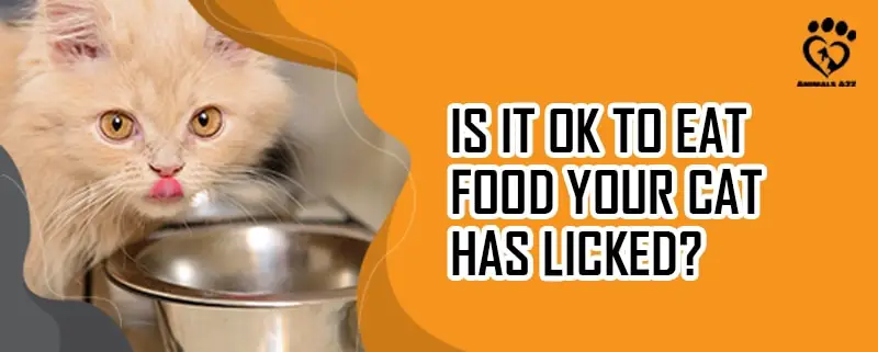 Is it OK to eat food your cat has licked?