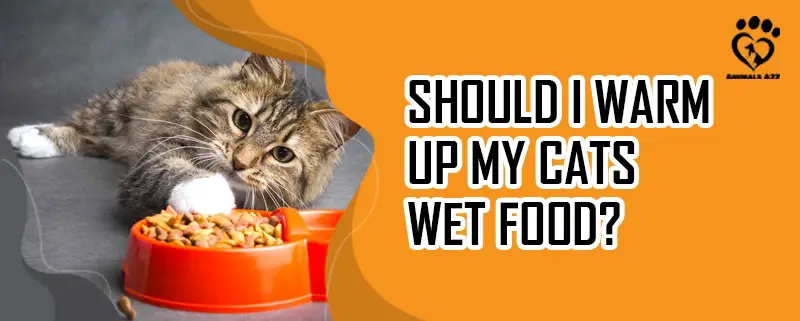 Should I warm up my cats wet food?