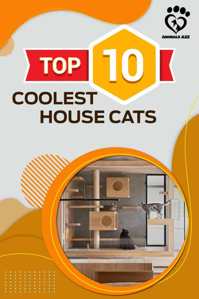 Les 10 races de chats de maison les plus cool