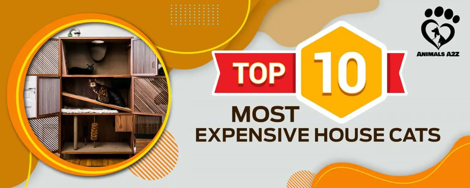 Top 10 Most Expensive House Cats [ Detailed Answer ]