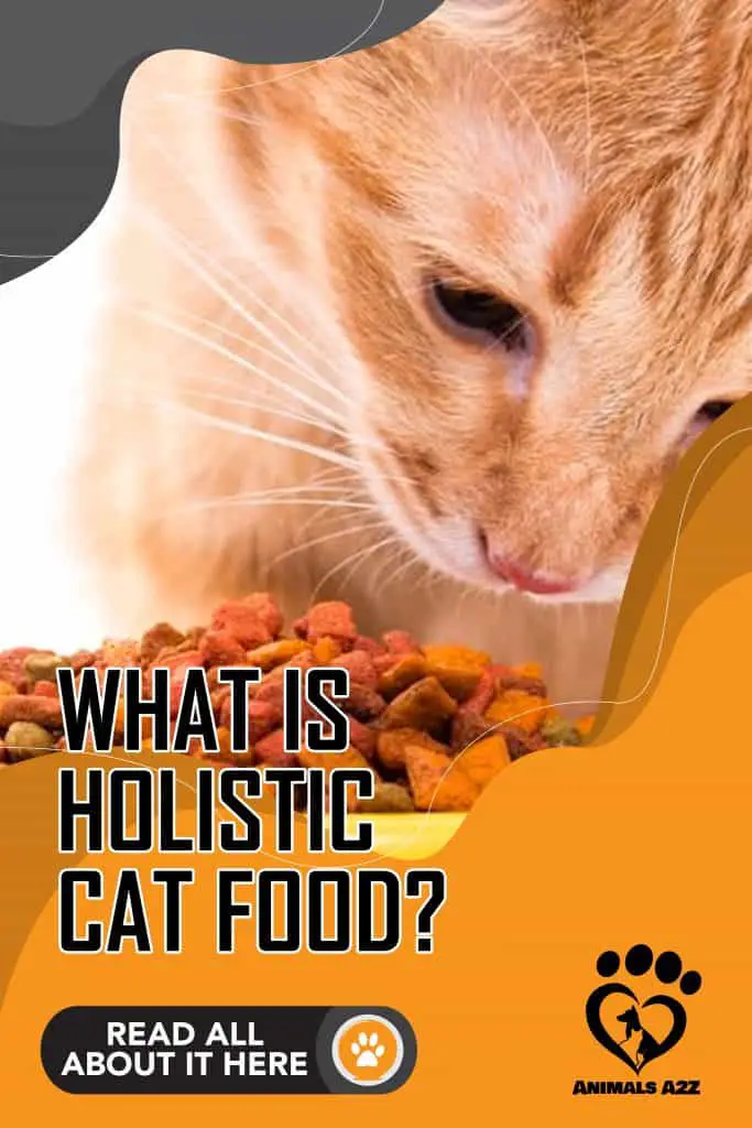 what is holistic cat food