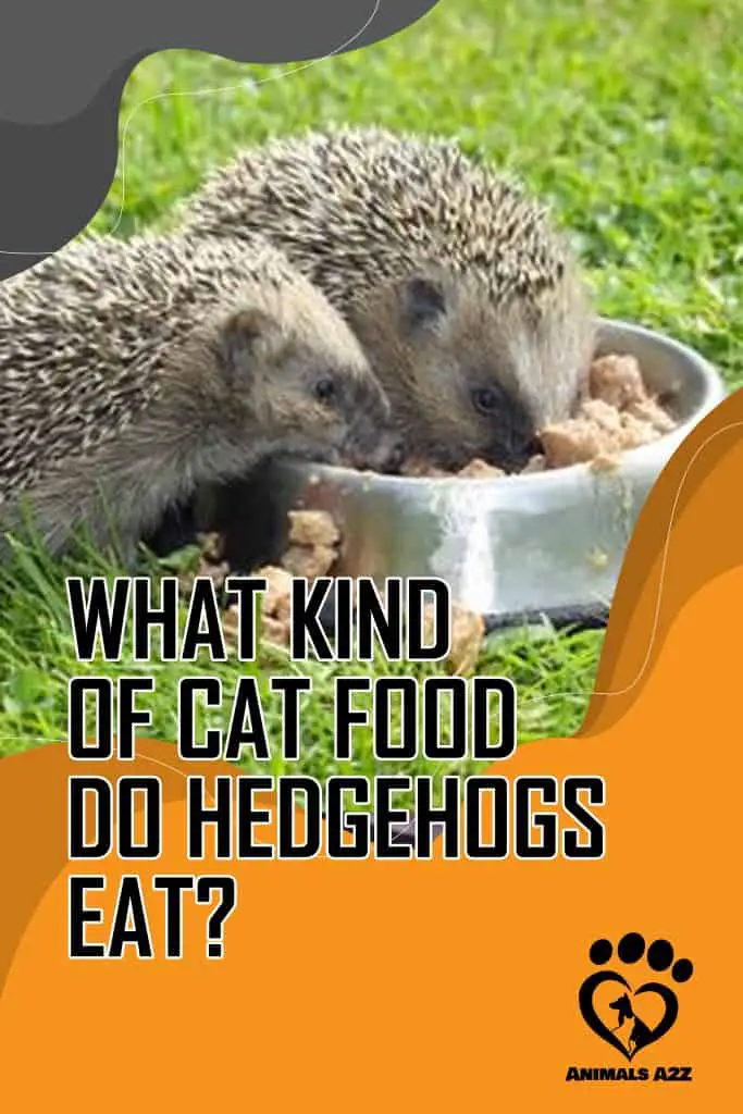 what kind of cat food do hedgehogs eat