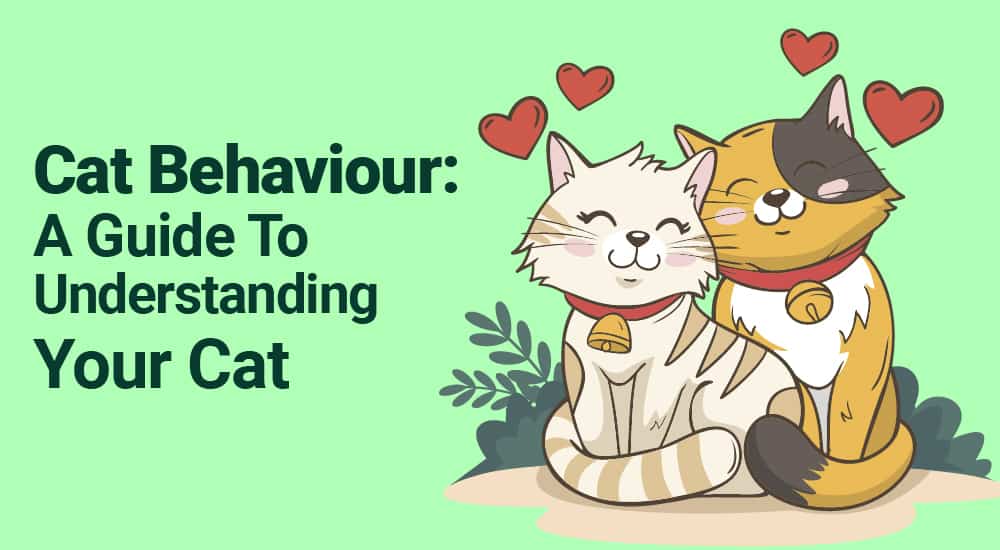 1. Cat Behaviour A Guide To Understanding Your Cat