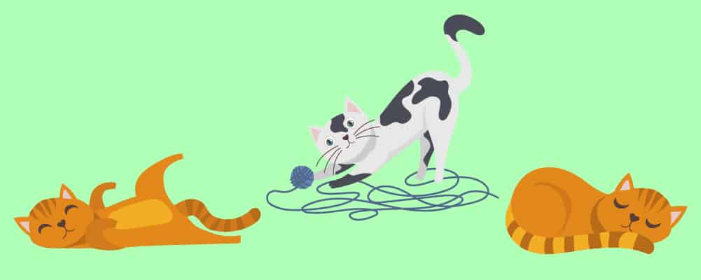 3. Langage corporel et vocalisation du chat