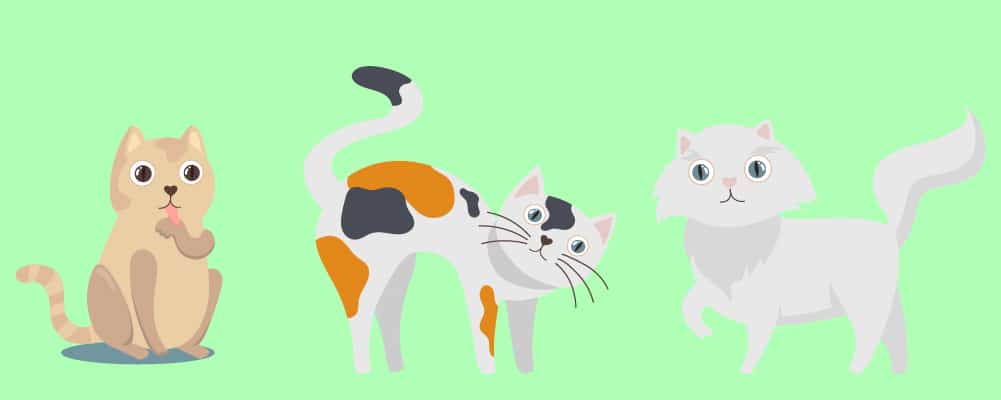 4. Un guide des humeurs des chats