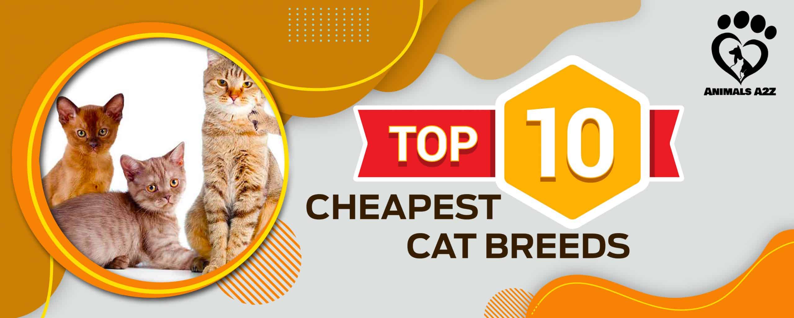 top 10 cheapest cat breeds