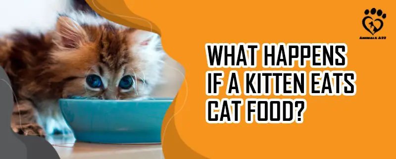 Que se passe-t-il si un chaton mange des aliments pour chats ?