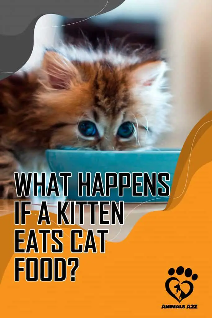 Que se passe-t-il si un chaton mange des aliments pour chats ?