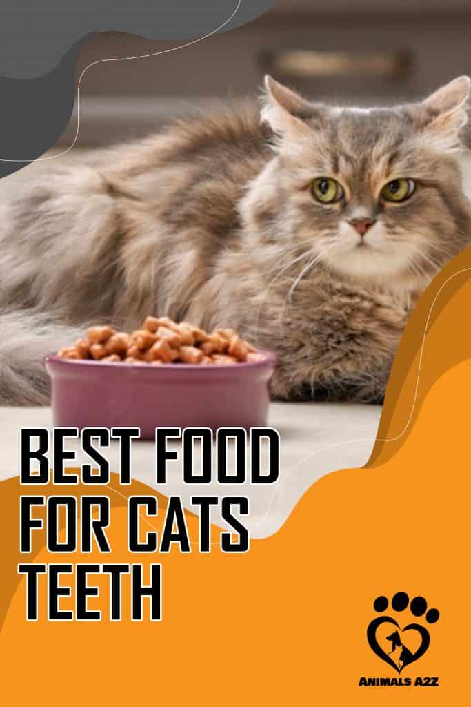 El mejor alimento para los dientes del gato