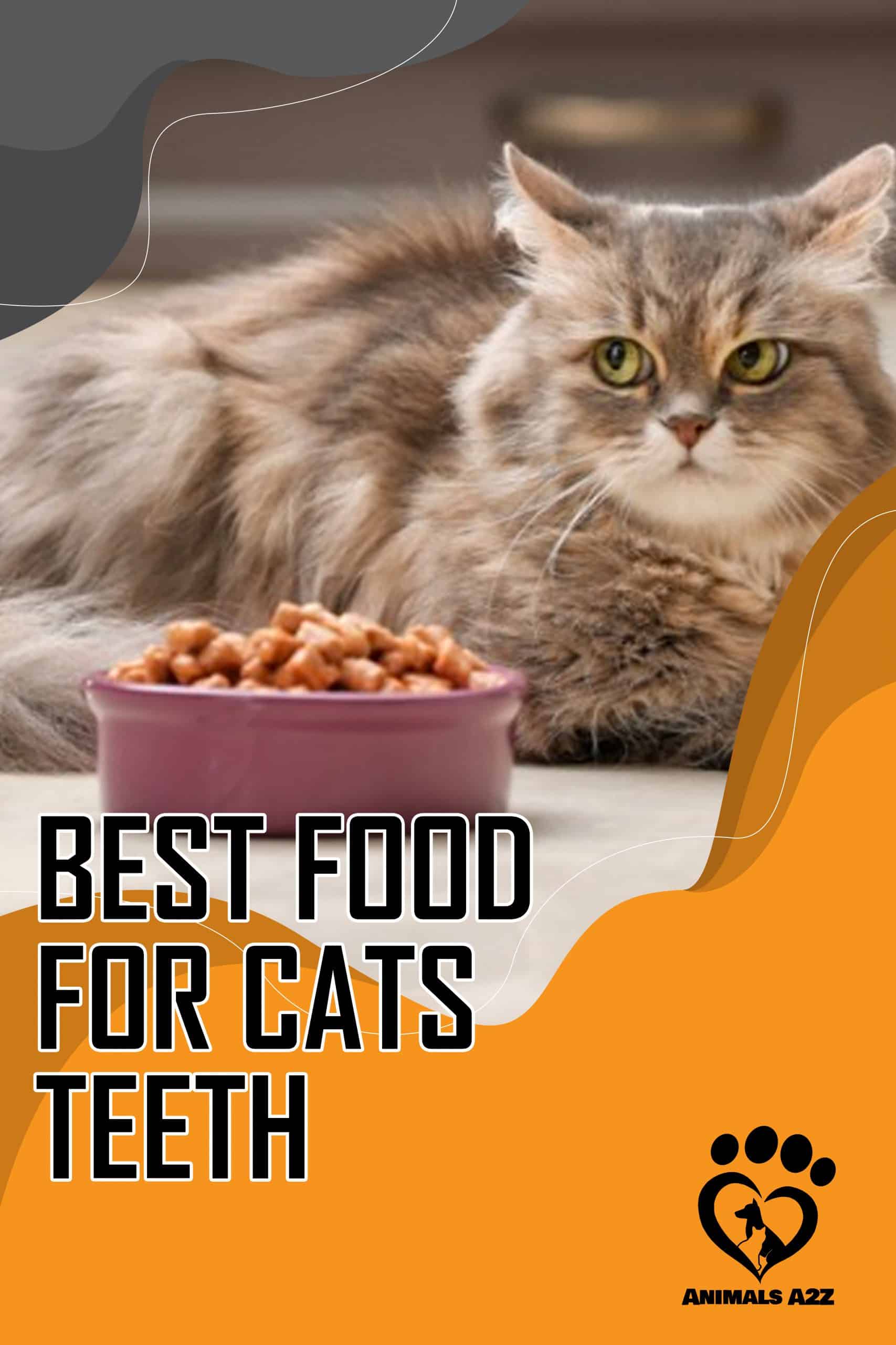 Best food for cat’s teeth