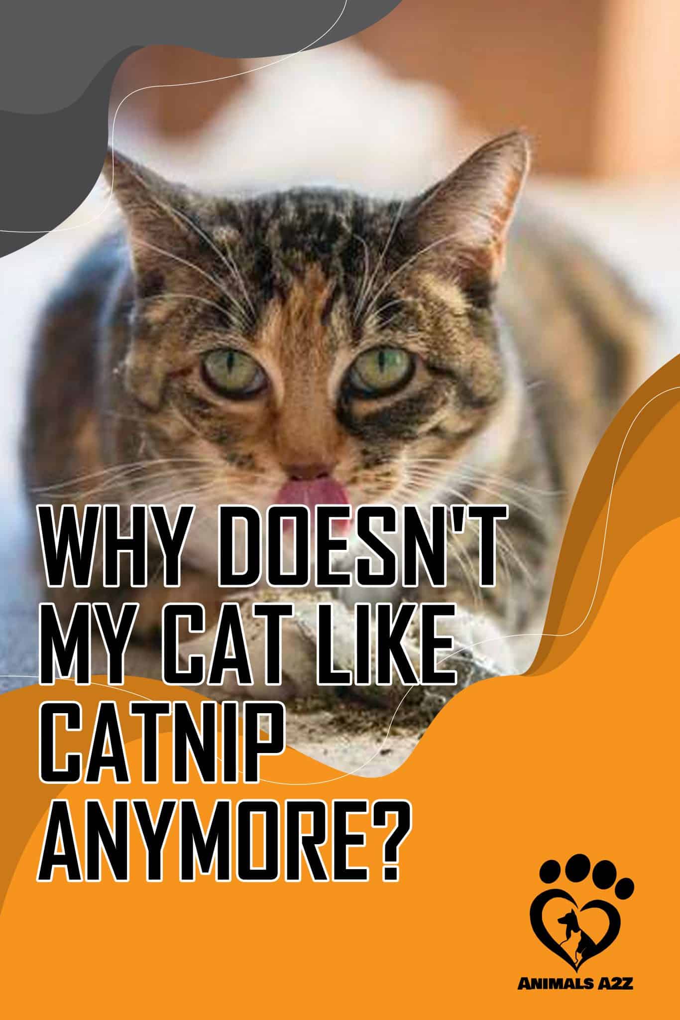 Why doesn't my cat like catnip anymore?
