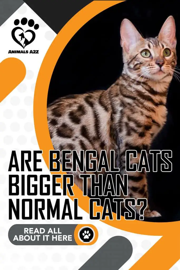 ¿Son los gatos de Bengala más grandes que los gatos normales?