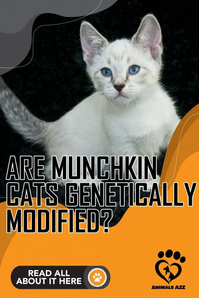 Are Munchkin cats genetically modified?