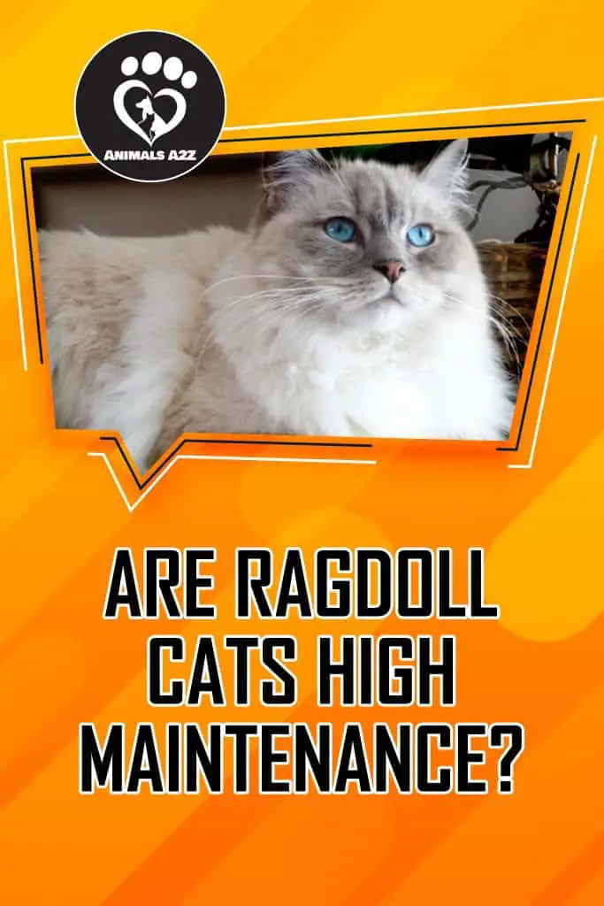 Les chats Ragdoll demandent-ils beaucoup d'entretien ?