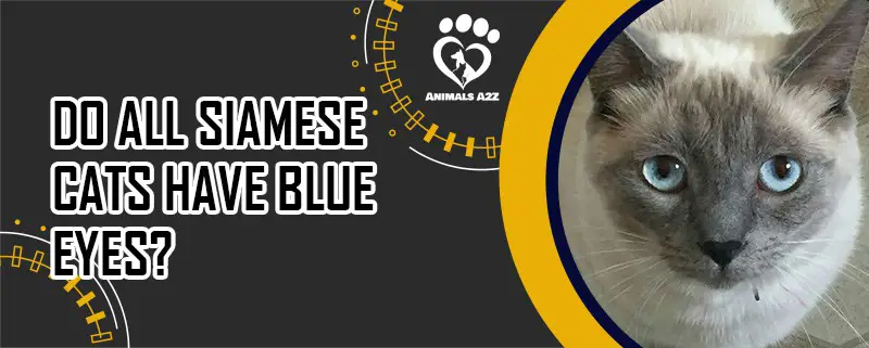 Har alle siamesiske katte blå øjne?