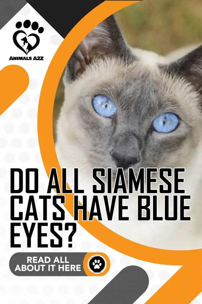 Do all Siamese cats have blue eyes?