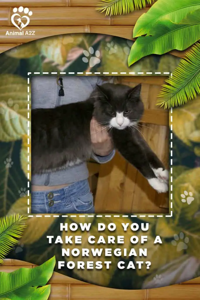 How do you take care of Norwegian Forest cats?