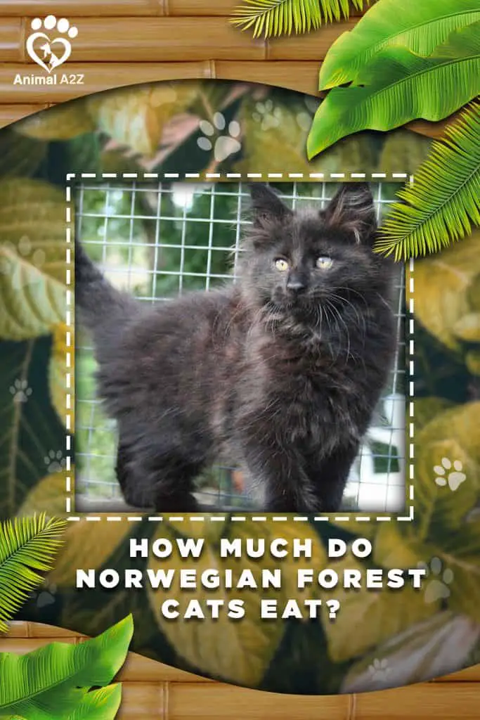 ¿Cuánto comen los gatos de los Bosques de Noruega?