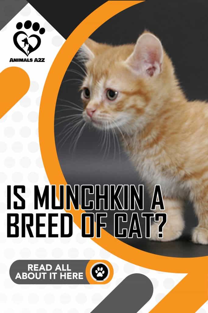 Is Munchkin a breed of cat?