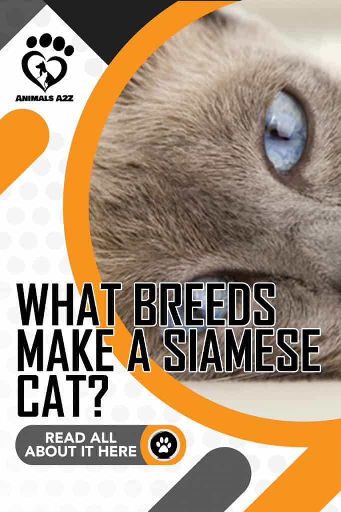 What breeds make a Siamese cat