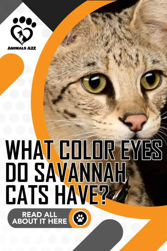 ¿De qué color son los ojos de los gatos Savannah?