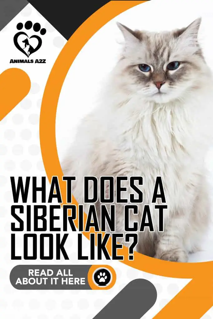 Hvordan ser en sibirisk kat ud