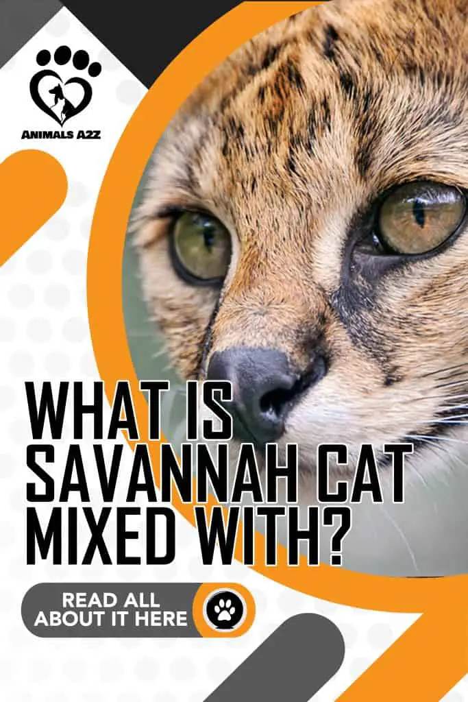 What is Savannah cat mixed with?