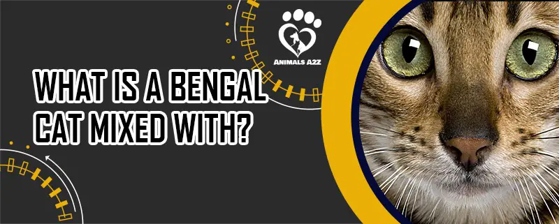 Hvad er en bengalsk kat blandet med