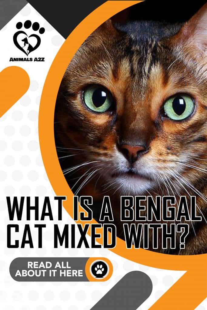 ¿Qué es un gato de Bengala mezclado con