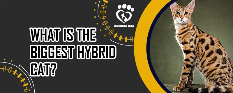 Quel est le plus grand chat hybride ?