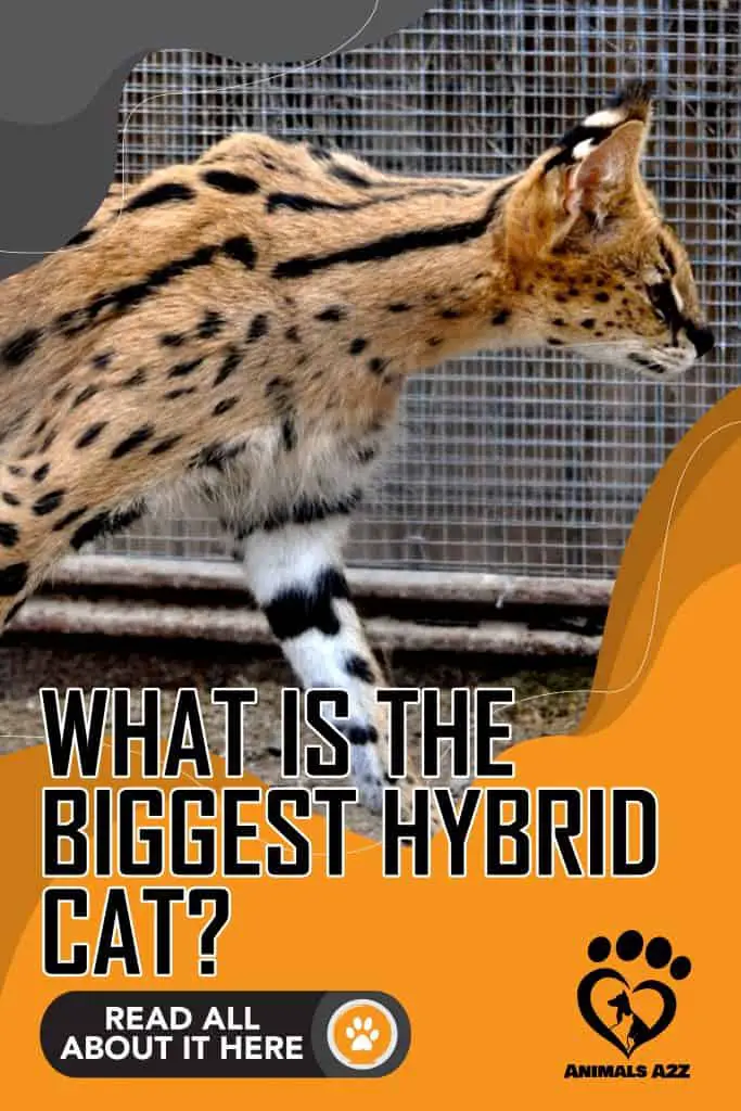 ¿Cuál es el mayor gato híbrido?