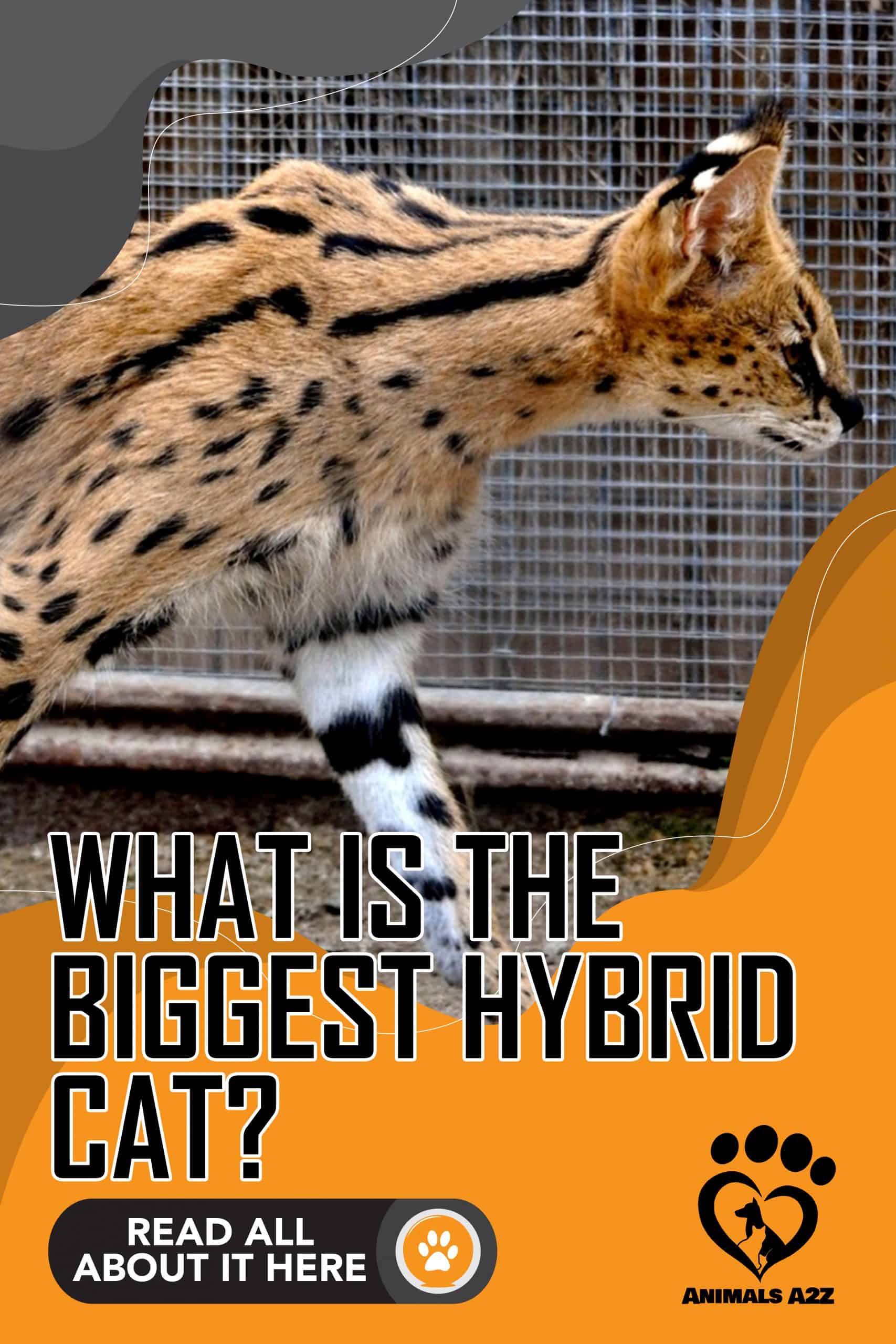 What is the biggest hybrid cat? [ Detailed Answer ]