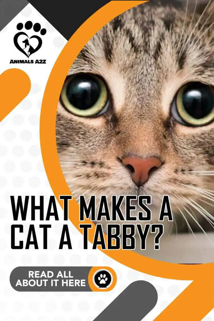 What makes a cat a tabby?