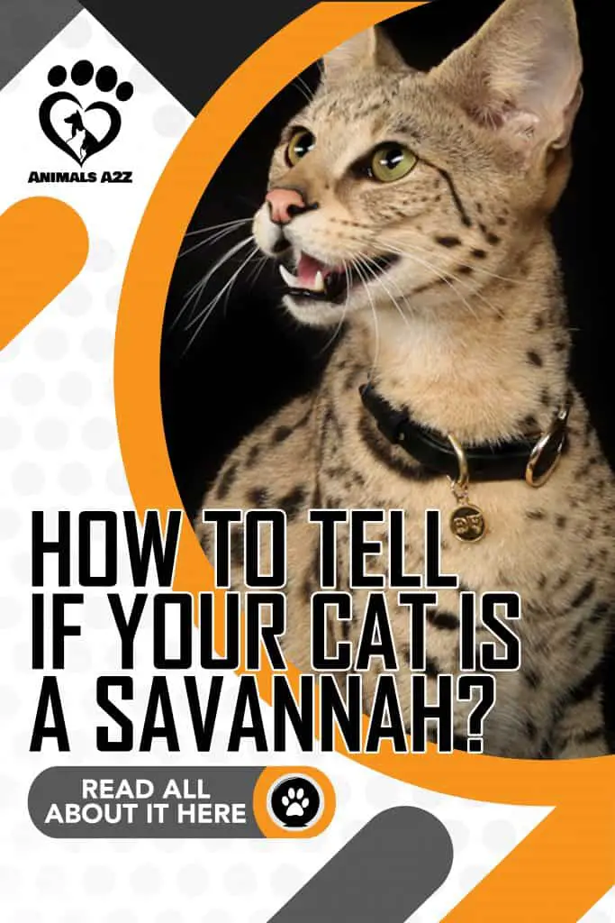 Cómo saber si su gato es un Savannah
