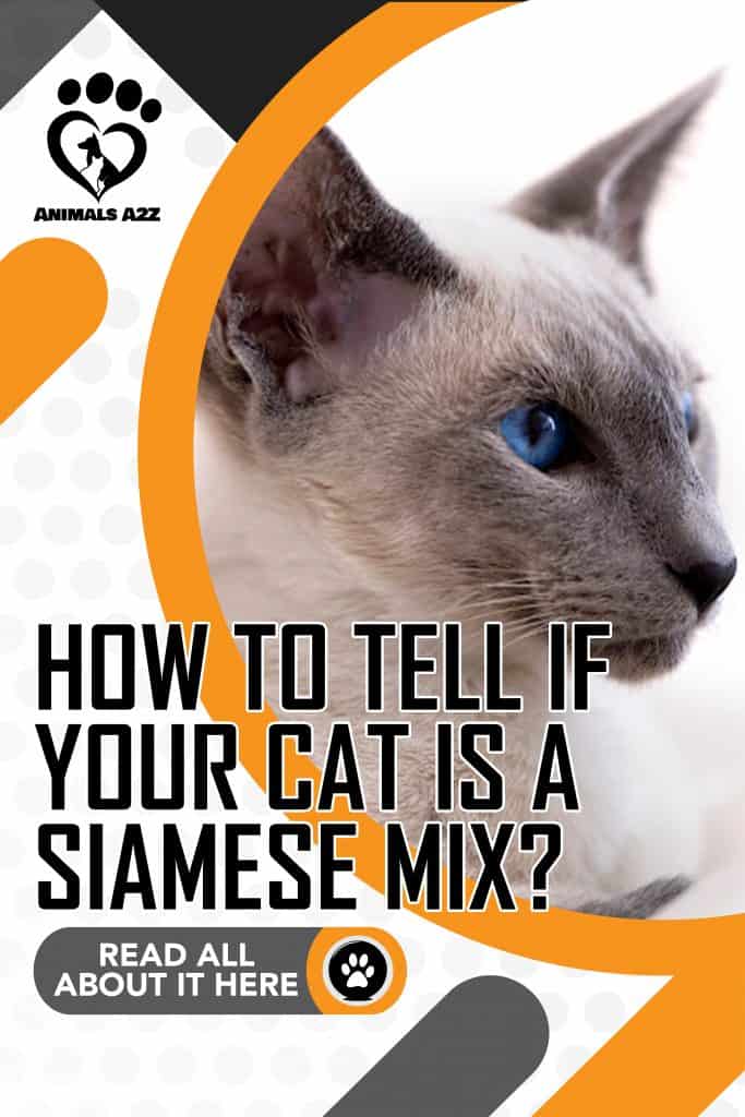 Comment savoir si votre chat est un mélange de siamois ?